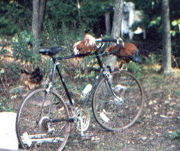 the great bicycling chickens