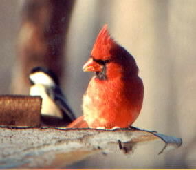 Cardinal