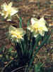 daffodils