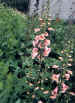 foxgloves